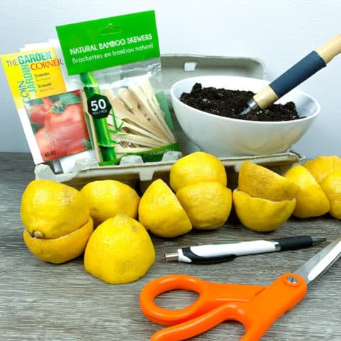 Fun with Kids Gardening kit:  Easy DIY Lemon Seed Starter Kit
