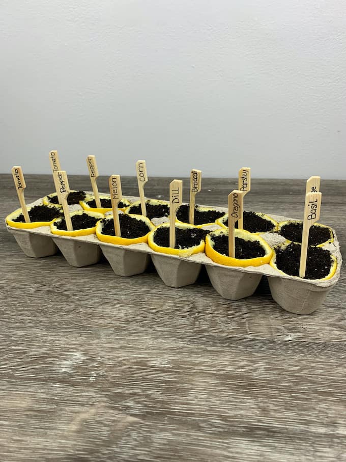 Fun with Kids DIY Gardening Kit:  Easy Lemon Seed Starter Kit