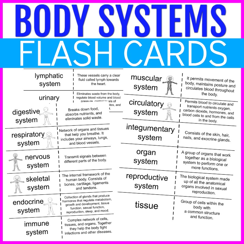 Body systems flash cards