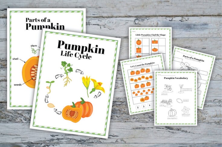 Pumpkin Life Cycle