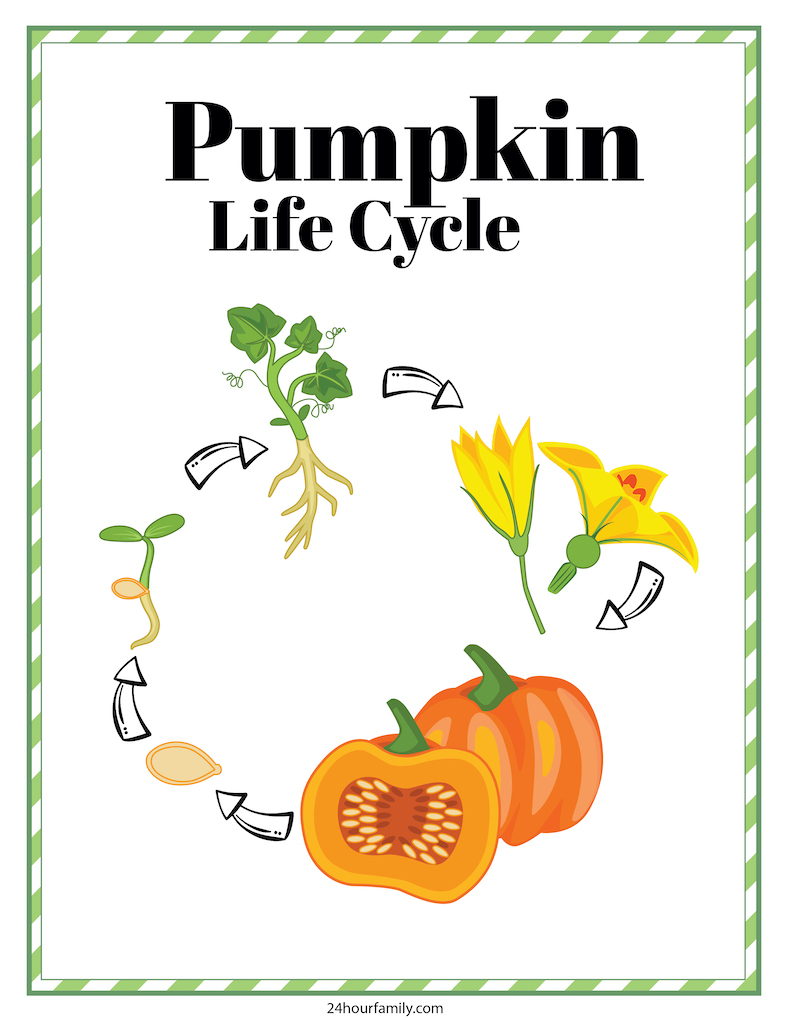 pumpkin life cycle free printable