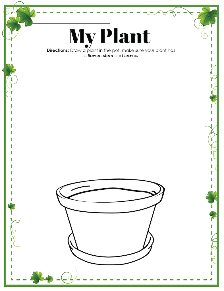 draw a plant worksheet coloring page learn about a plant life cycle
