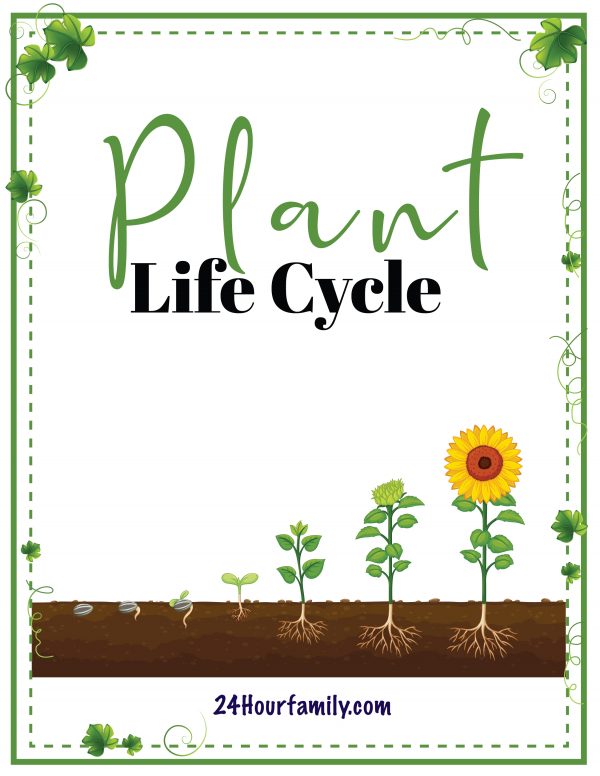 plant life cycle worksheet for kids elementary age kids learning activity