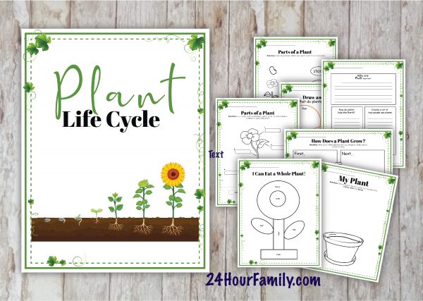 plant life cycle worksheet free printable learning activity for kids