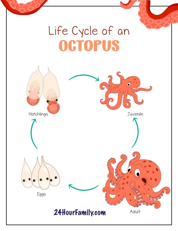Cute Octopus Drawing and lifecycle of an Octopu