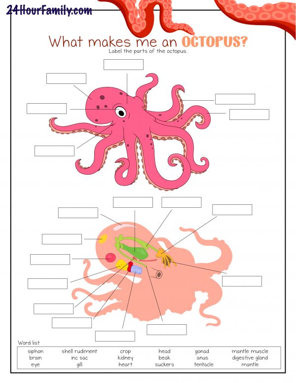 cute octopus drawing label the parts of an octopus
