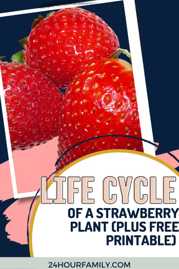 10 stage of a strawberries growth plus free printable for kids to study the strawberry life cycle
