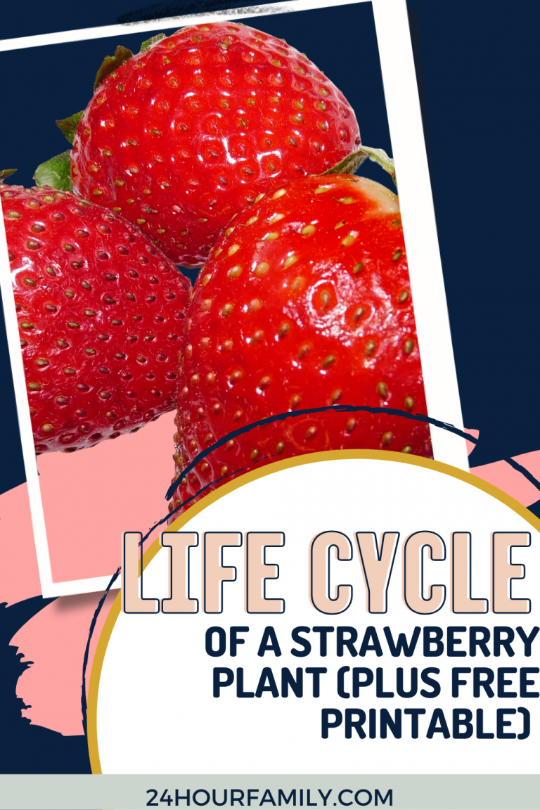 10 Stages in the Strawberry Life Cycle (Free Printable) - 24hourfamily.com
