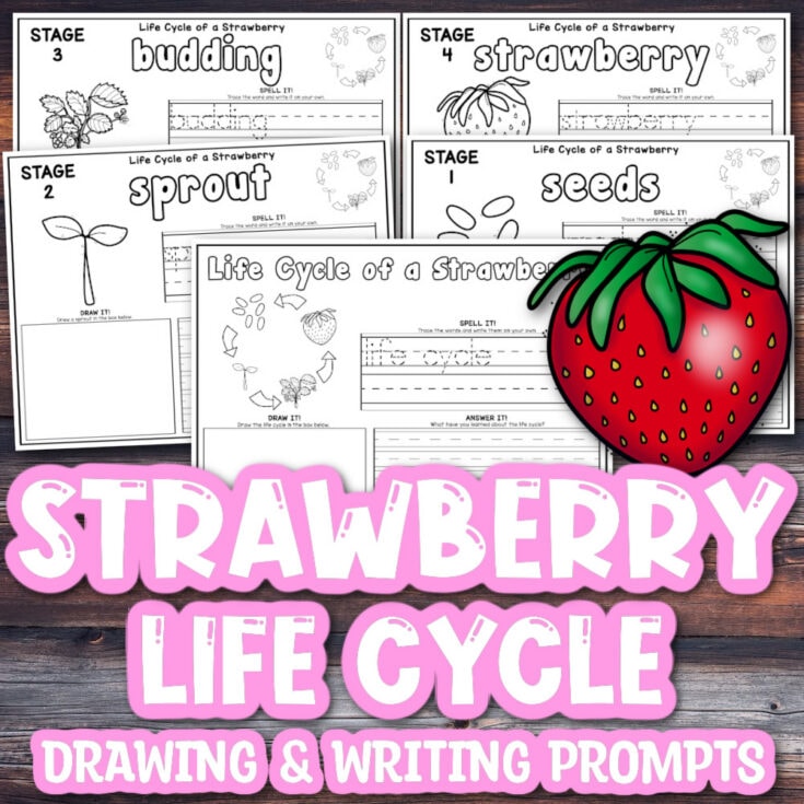 10 stages of the strawberry life cycle plus free printable