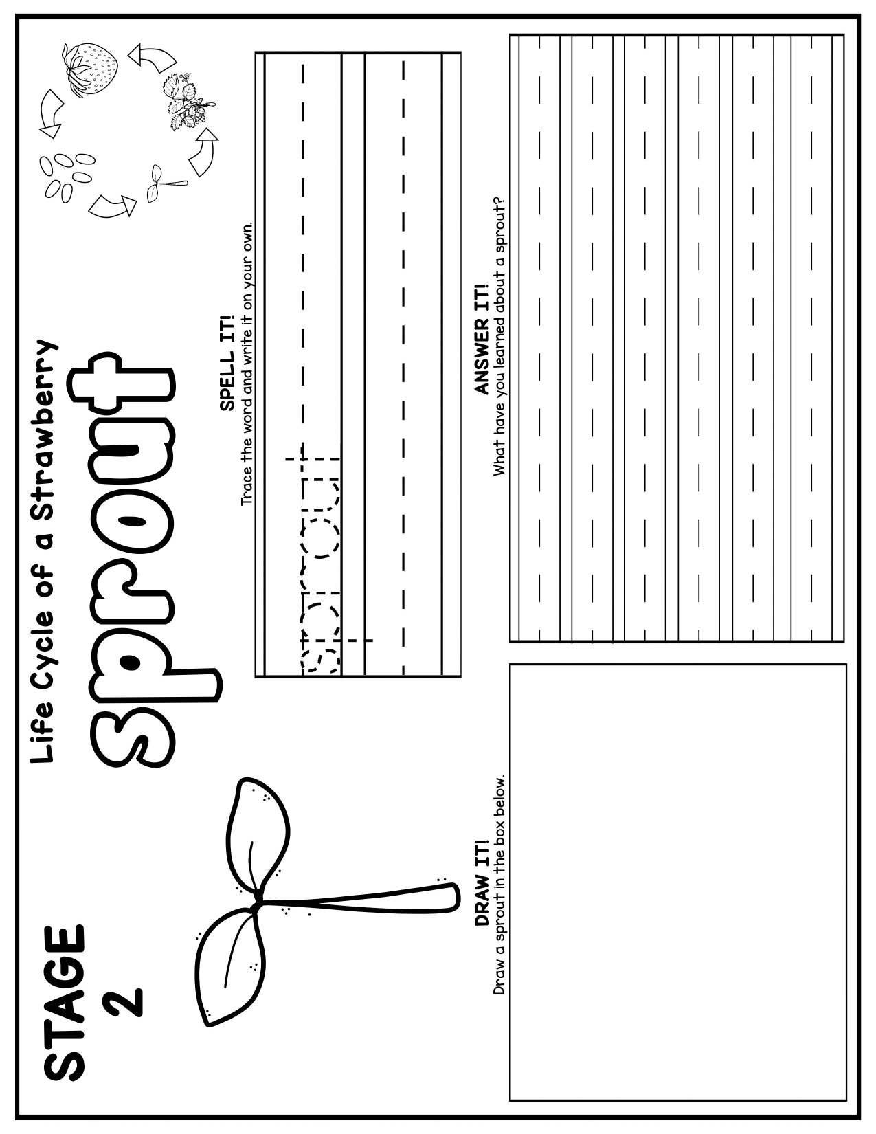 10 Stages in the Strawberry Life Cycle (Free Printable) - 24hourfamily.com