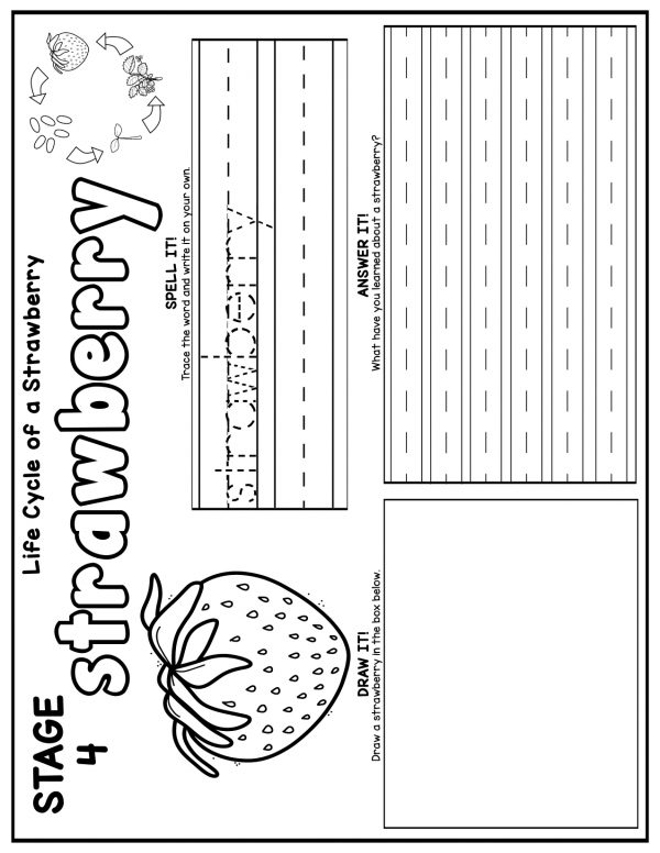 growth stages of a strawberry life cycle study for kids free printable pdf
