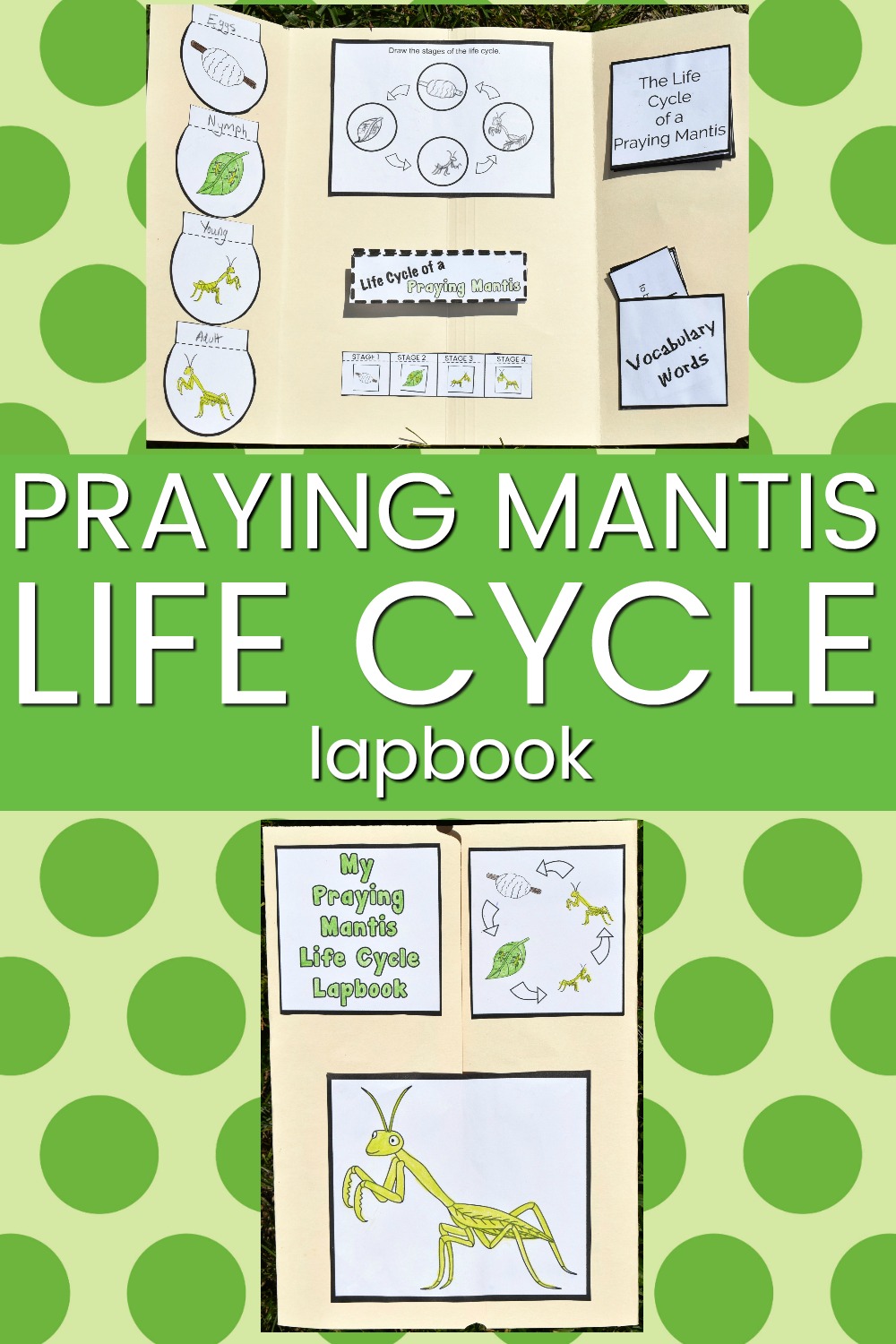 Praying Mantis Life Cycle (Free Printable)