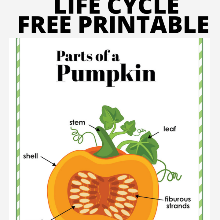 pumpkin life cycle printable