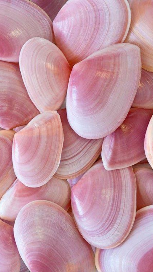 pink seashells aesthetic wallpaper