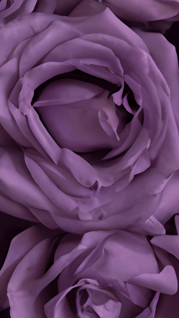 Purple roses backgrounds