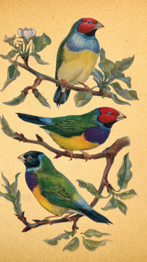Vintage birds aesthetic wallpaper for phone