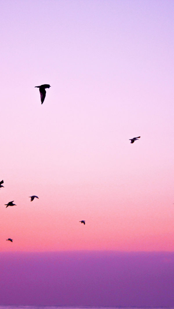 Birds and sunset aesthetic