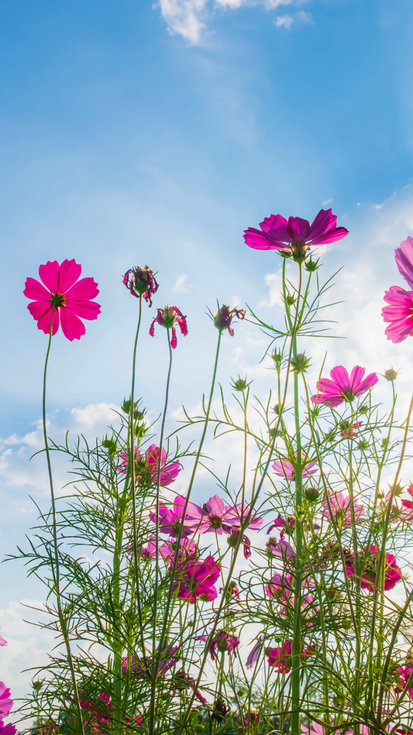 Blue sky background with pink flowers aesthetic wallpaper 
