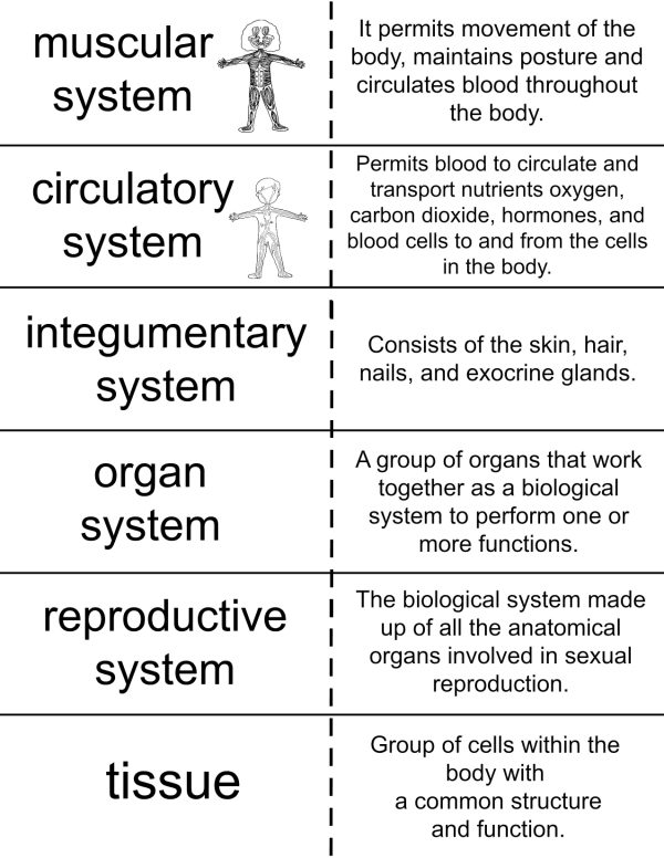 body systems chart free printable body systems flashcards kids educational printables