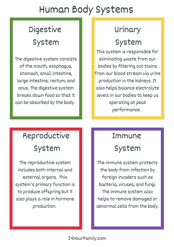 human body systems worksheets flashcards