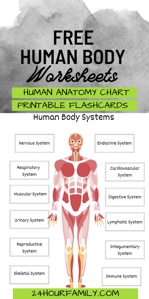 body systems worksheet printable free for kids grade school classroom or homeschool