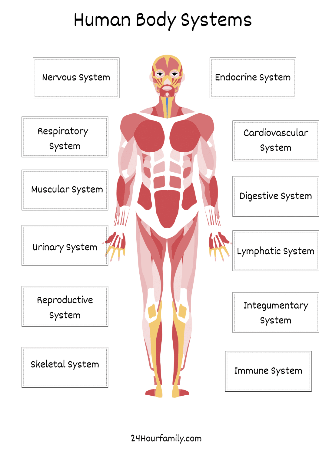 Free Human Body Systems Worksheet PDF (All 12 Systems) » 24hourfamily.com