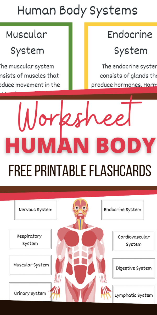 body parts cards body parts printables body systems printables 12 body systems