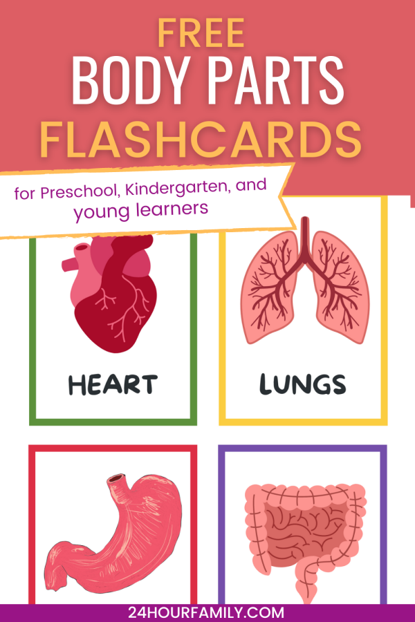 free body parts flash cards printable