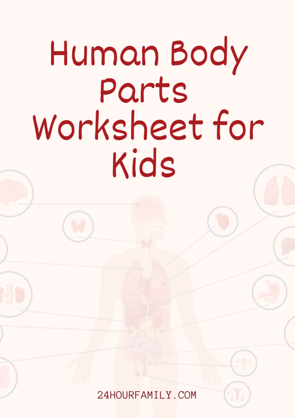 Human body parts worksheet for kids