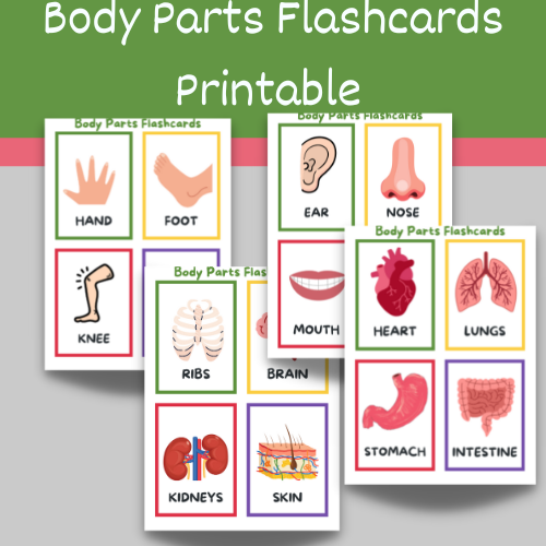 body parts flashcards printable for kids