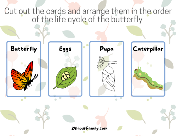 cut out cards and arrange them in the order of the life cycle of the butterfly
