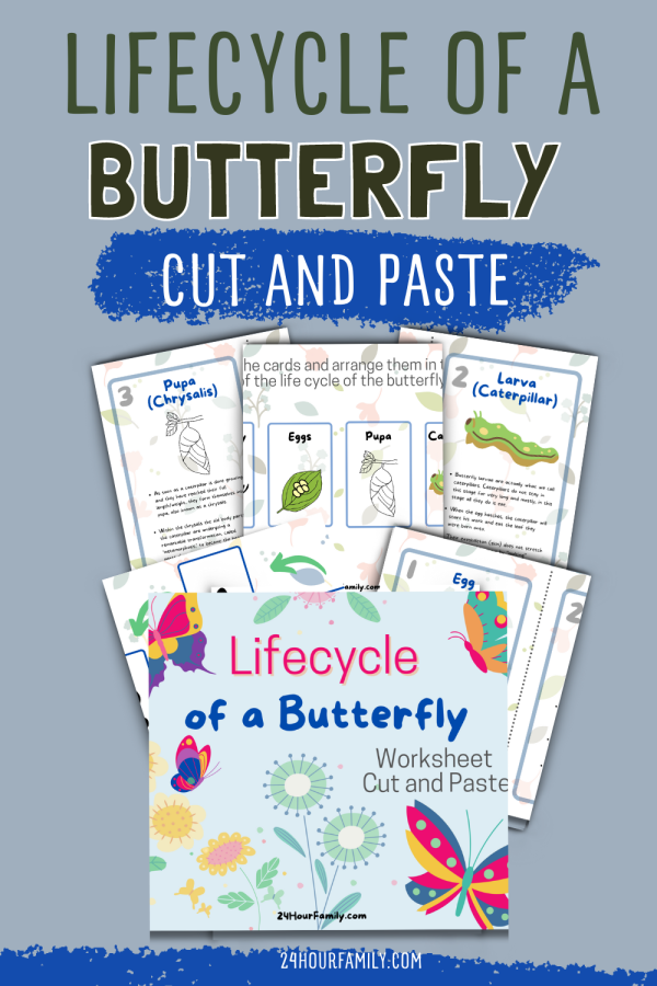 life cycle of a butterfly flashcards