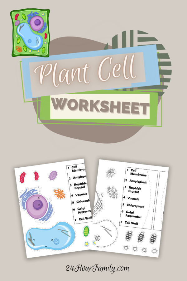 plant cell printable diagram worksheet 