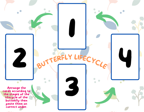 4 stages in the lifecycle of a butterfly