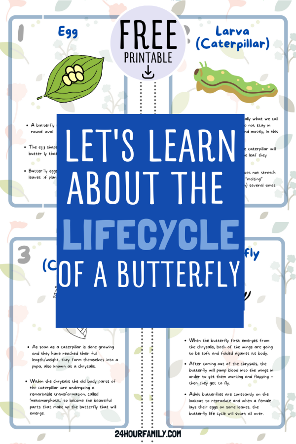 learn with butterfly printables butterfly flashcards