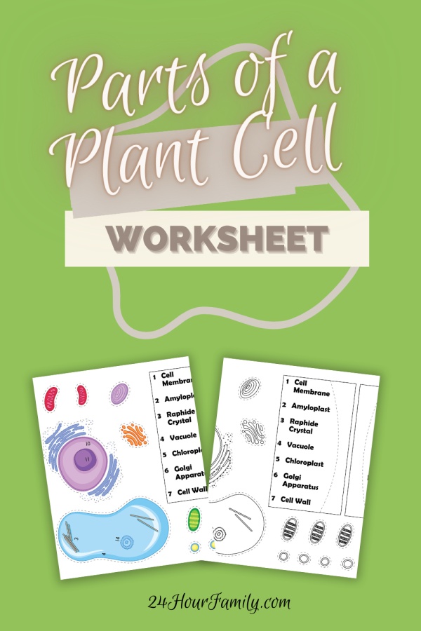 parts of a plant cell worksheet school science printable