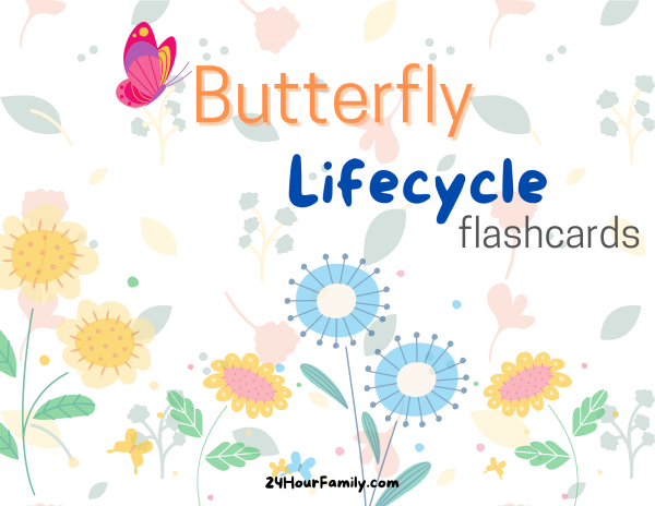 butterfly lifecycle flashcards