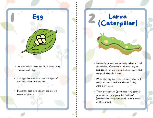 butterfly lifecycle flashcards