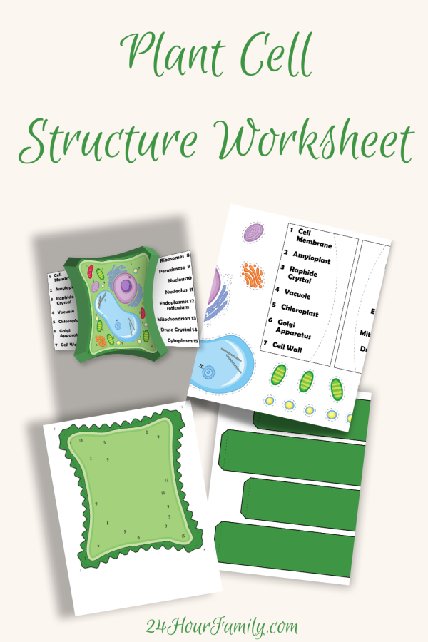 plant cell structure worksheet
