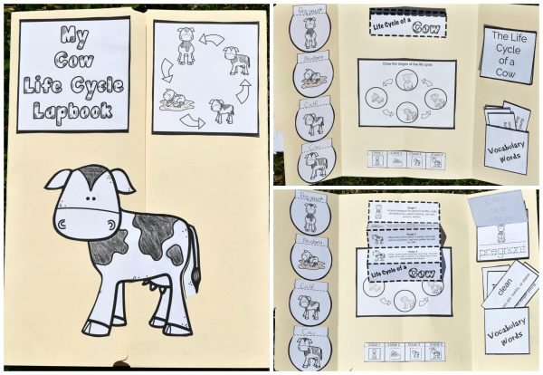 Educational lapbook with illustrations and interactive elements to teach the life cycle of a cow