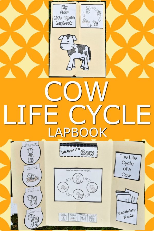 Educational lapbook with illustrations and information on the cow life cycle for a teaching resource