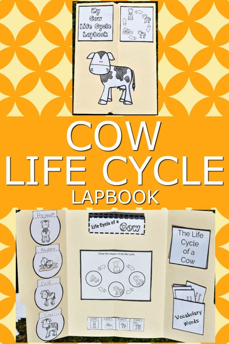 Life cycle of a cow daigram printable lapbook to study cows