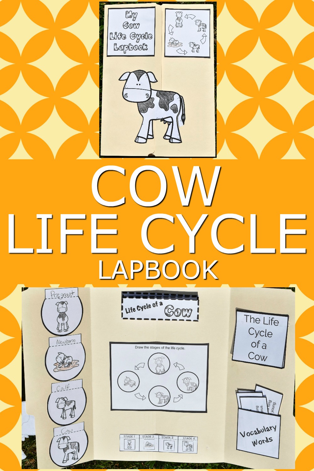 Life Cycle of a Cow Diagram (Free Printable)