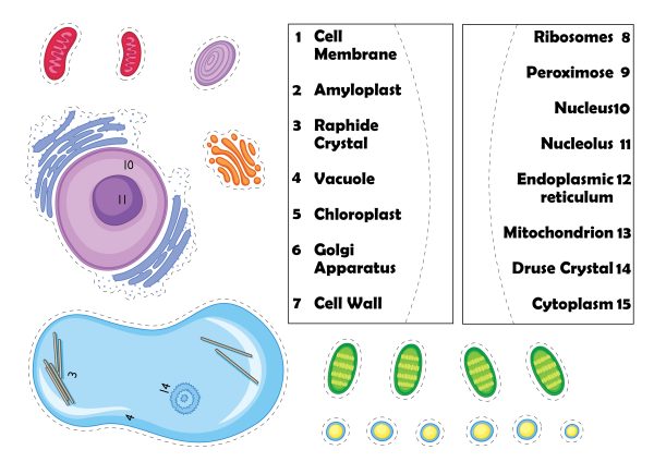cell membrane worksheet amyloplast worksheet chloroplast printable worksheet