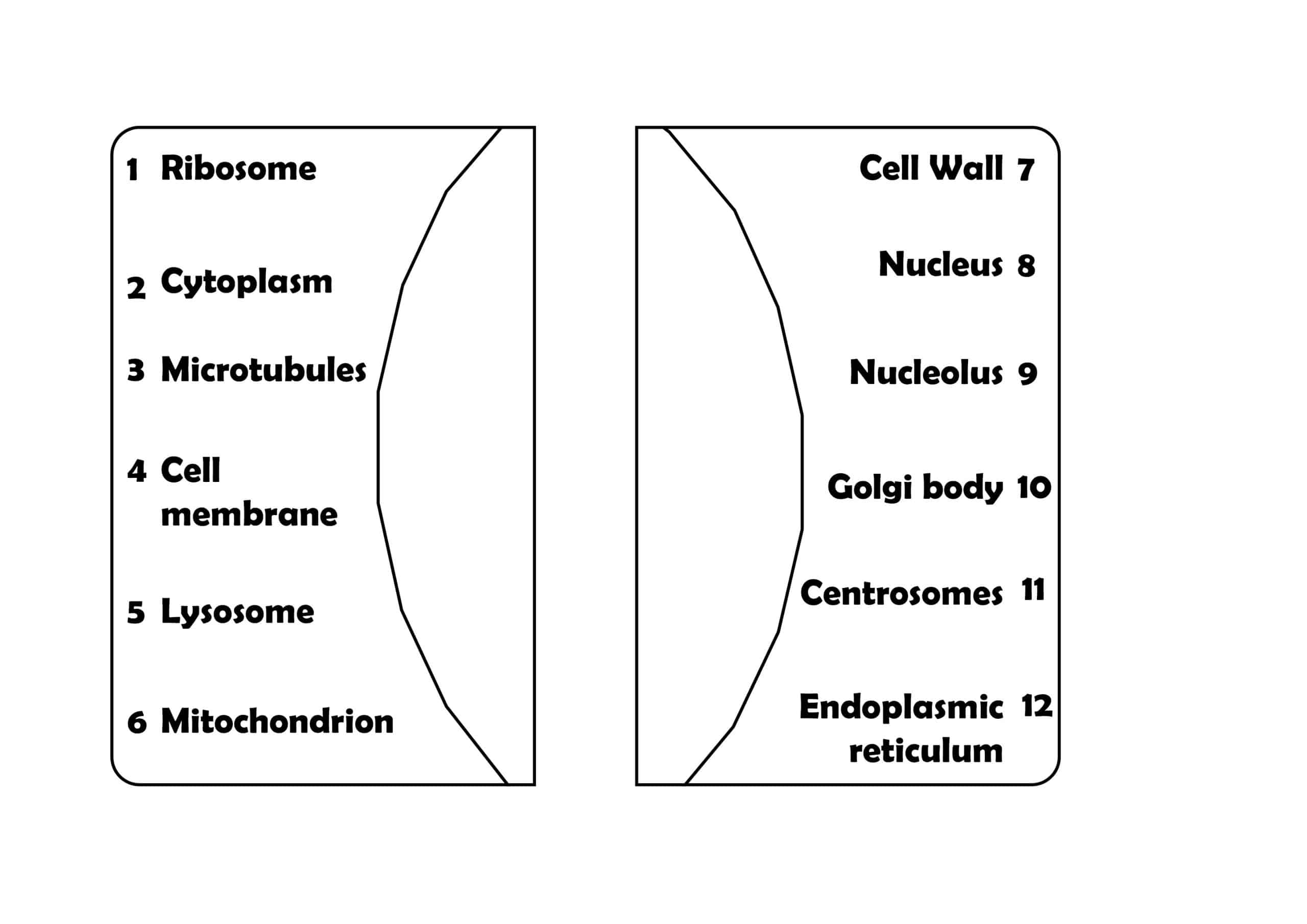 black and white Printable Animal Cell Diorama 