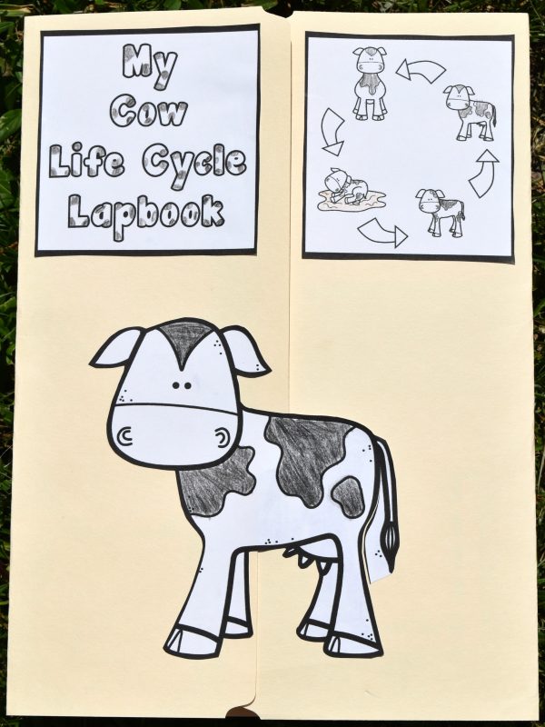 Child's lapbook titled "My Cow Life Cycle Lapbook" with a hand-drawn cow and cycle diagram