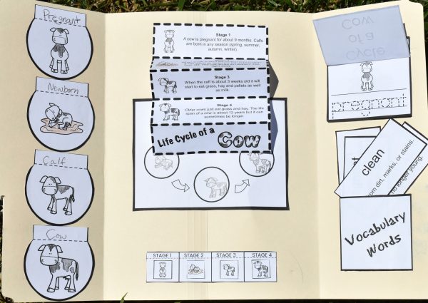 Interactive lapbook with Life Cycle of a Cow, educational flaps, and a section for vocabulary words