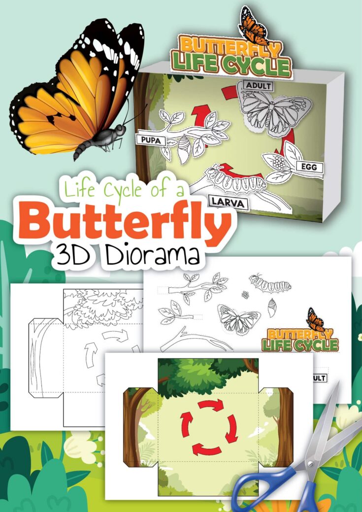 Butterfly Life Cycle 3d diorama