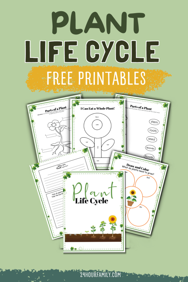 parts of a plant lifecycle life cycle of a plant worksheet learn about plants worksheet