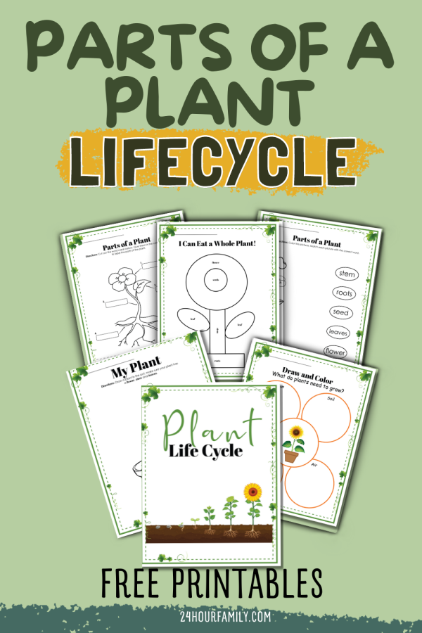 parts of a plant lifecycle life cycle of a plant worksheet learn about plants worksheet